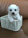 Magnifique bébés bichon maltais 3 femelles 2...