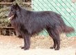 Chiot Groenendael
