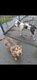 Mle et femelle catahoula