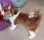 Petite shih-tzu