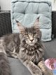 Maine Coon woody