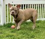 Chiot bouledogue français Isabella