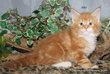 Splendides chatons Maine coon