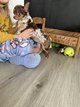 Chiots femelle chihuahua mini