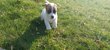 Chiots Jack Russell