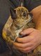 Femelle Chihuahua adulte Bring
