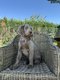 Magnifique chiots Braque de Weimar a poil long