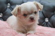 Magnifique petit mle chihuahua poils longs
