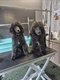 Magnifique chiots de caniche royal