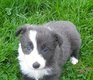 Border collie pure race à réserver