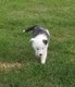 Border collie pure race à réserver