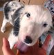Border collie pure race disponible de suite