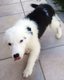 Border collie pure race disponible de suite