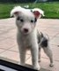 Border collie pure race disponible de suite