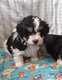 Magnifique Bichon havanais