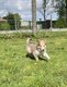 Chiots colleys poil long