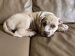 American bully