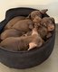 Magnifiques petits teckels nains chocolat