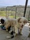 Chiots Berger Australien