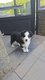 Chiots Berger Australien