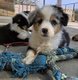 Chiots Berger Australien