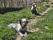Chiots Berger Australien