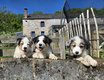 Chiots Berger Australien