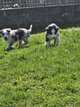 Chiots Berger Australien
