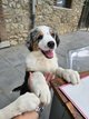 Chiots Berger Australien