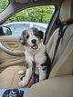 Chiots Berger Australien