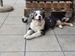 Chiots Berger Australien