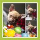 Magnifique femelle  chihuahua poils courts