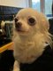 Toute petite  chihuahua