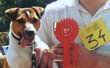 Chiots jack russell de la gravière