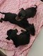 Chiot pinscher