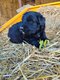 Chiots bouvier des Flandres