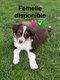 Chiots border-collie
