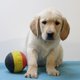 Chiots Labrador blond