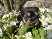 Chiots Yorkshire