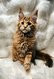 Chaton maine coon
