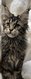Chaton maine coon