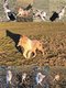 Adorable Berger Australien