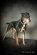 Crois malinois border collie  donner