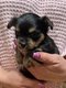 Chihuahua crois yorkshire