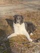 Chiot mle de 6 mois. Couleur Bleu Blanc (trs...