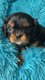 Magnifique chiot