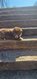 Chiots Berger Australiens