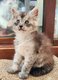 Sweet coon Petite fifille Aqua Maine coon