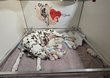 Bébés Dalmatiens pleins papiers et tests