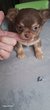 Superbe chihuahua